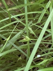 Carex timida