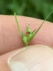 Carex timida