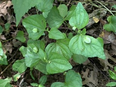 Viola eriocarpa