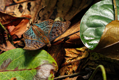 Euryphura
