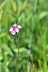 Primula longiscapa