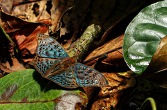 Euryphura