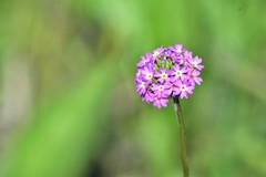 Primula longiscapa