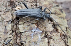 Oxymirus cursor