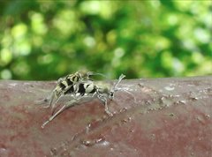 Chlorophorus reductus