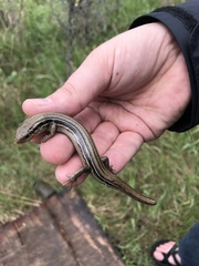 Plestiodon septentrionalis