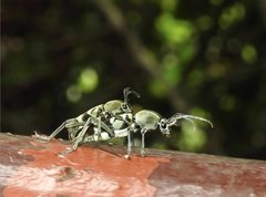 Chlorophorus reductus