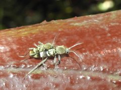 Chlorophorus reductus