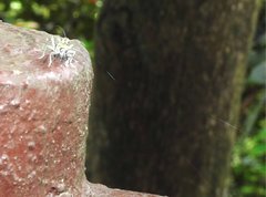 Chlorophorus reductus