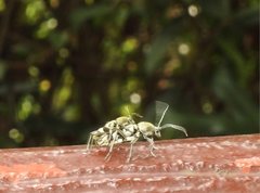 Chlorophorus reductus