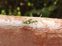 Chlorophorus reductus