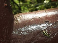 Chlorophorus reductus