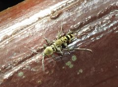 Chlorophorus reductus