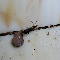 Rhamphomyia longicauda