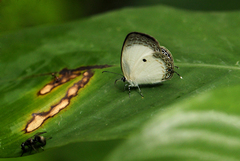 Oboronia punctatus