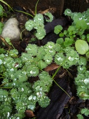Alchemilla holocycla