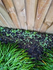 Alchemilla holocycla