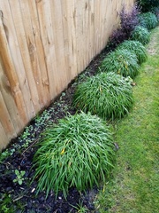 Alchemilla holocycla