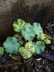 Alchemilla holocycla