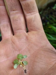 Alchemilla holocycla