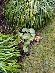 Alchemilla holocycla