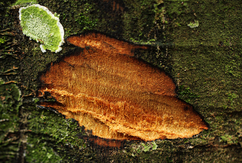 Molinda (Greenwayodendron suaveolens)