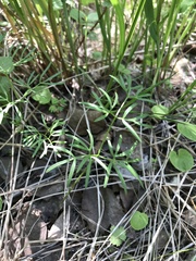 Ostericum tenuifolium