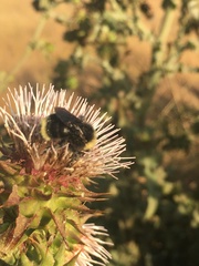 Cirsium fontinale obispoense