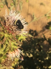 Cirsium fontinale obispoense