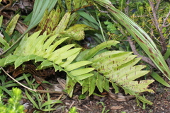 Blechnum capense