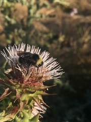 Cirsium fontinale obispoense