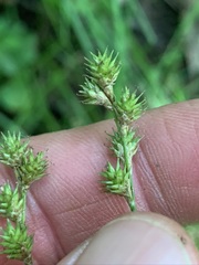 Carex festucacea