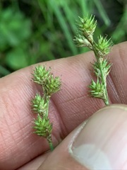 Carex festucacea