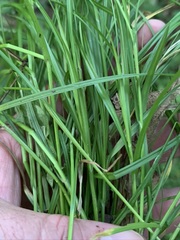 Carex festucacea