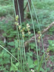 Carex festucacea