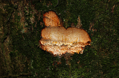 Synsepalum subcordatum