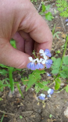 Collinsia verna