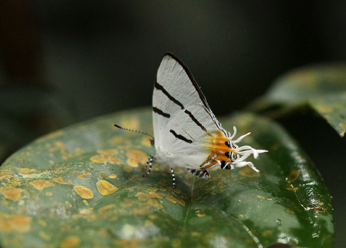Syrmoptera melanomitra image