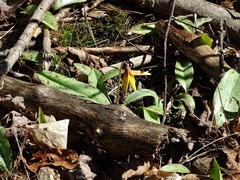 Erythronium americanum