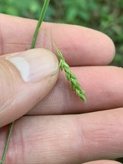 Carex oxylepis oxylepis