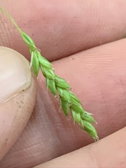 Carex oxylepis oxylepis