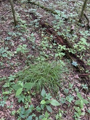 Carex oxylepis oxylepis