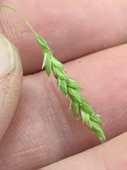 Carex oxylepis oxylepis