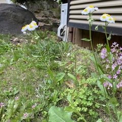 Erigeron philadelphicus