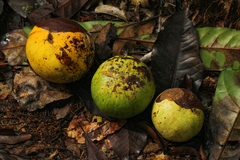 Tridesmostemon omphalocarpoides