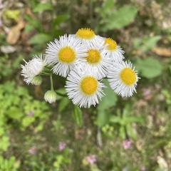 Erigeron philadelphicus