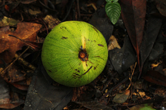 Tridesmostemon omphalocarpoides