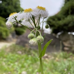Erigeron philadelphicus