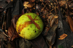 Tridesmostemon omphalocarpoides