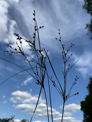 Juncus anthelatus